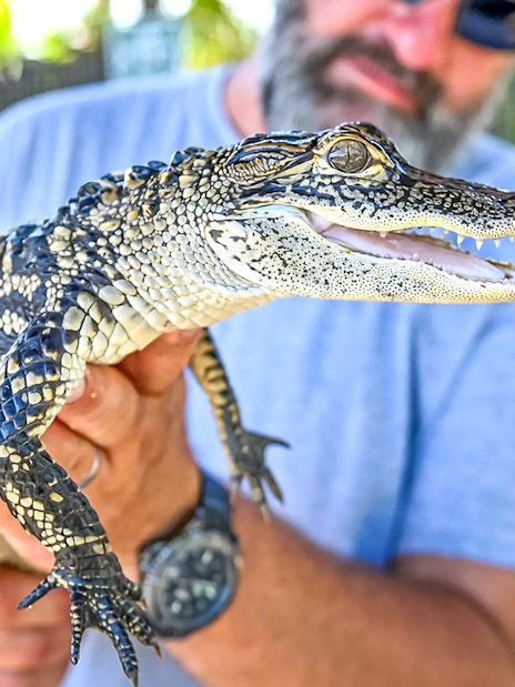 Man holding a small alligator during Everglades private airboat tour.