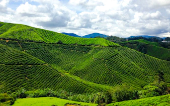 from kuala lumpur: private cameron highlands tour-17
