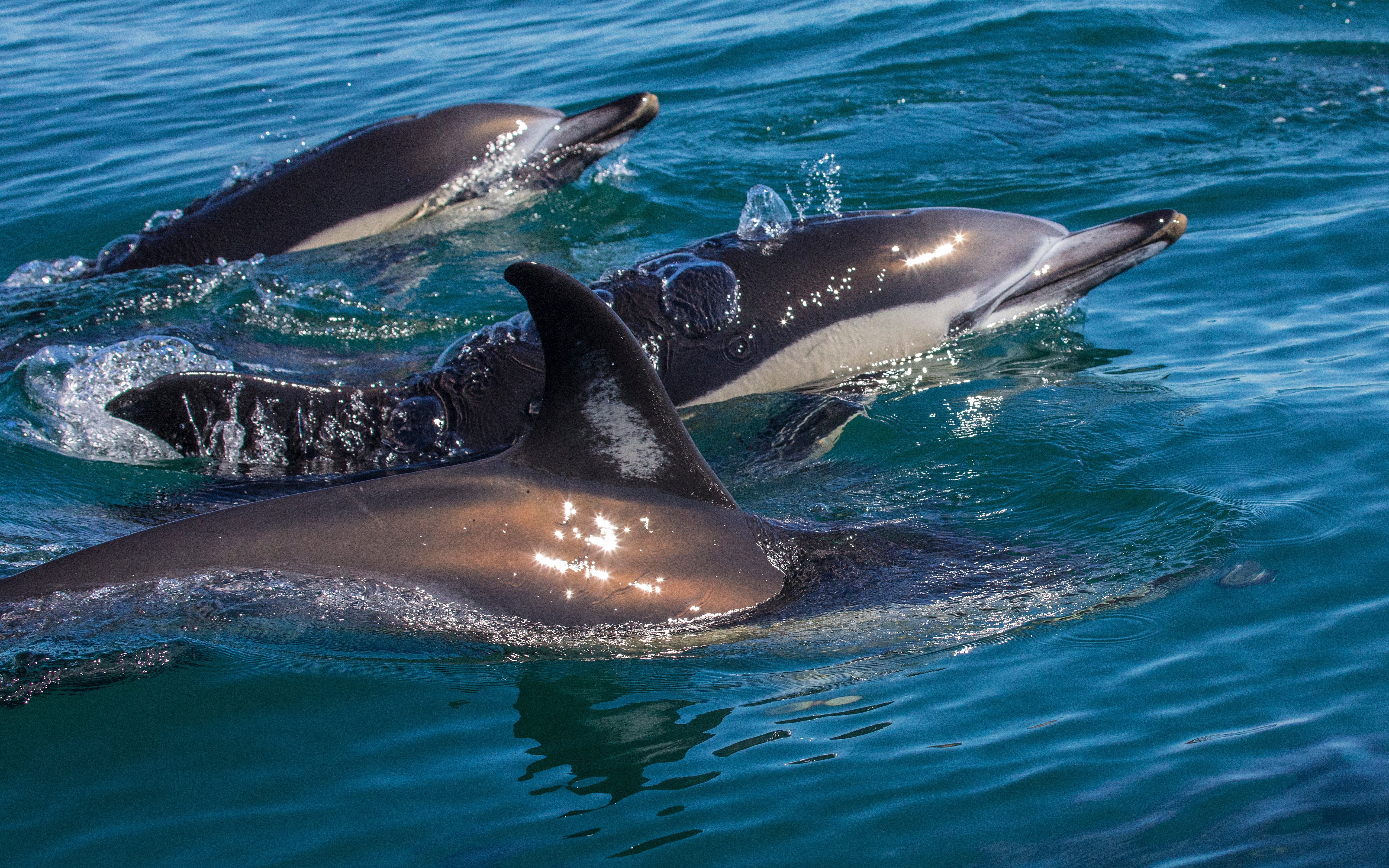 Dolphins swimming in the Tagus River, Lisbon.