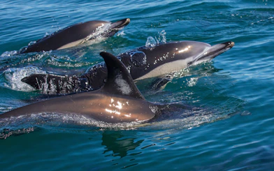 Dolphins swimming in the Tagus River, Lisbon.
