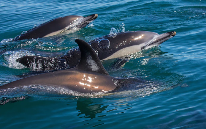 Dolphins swimming in the Tagus River, Lisbon.