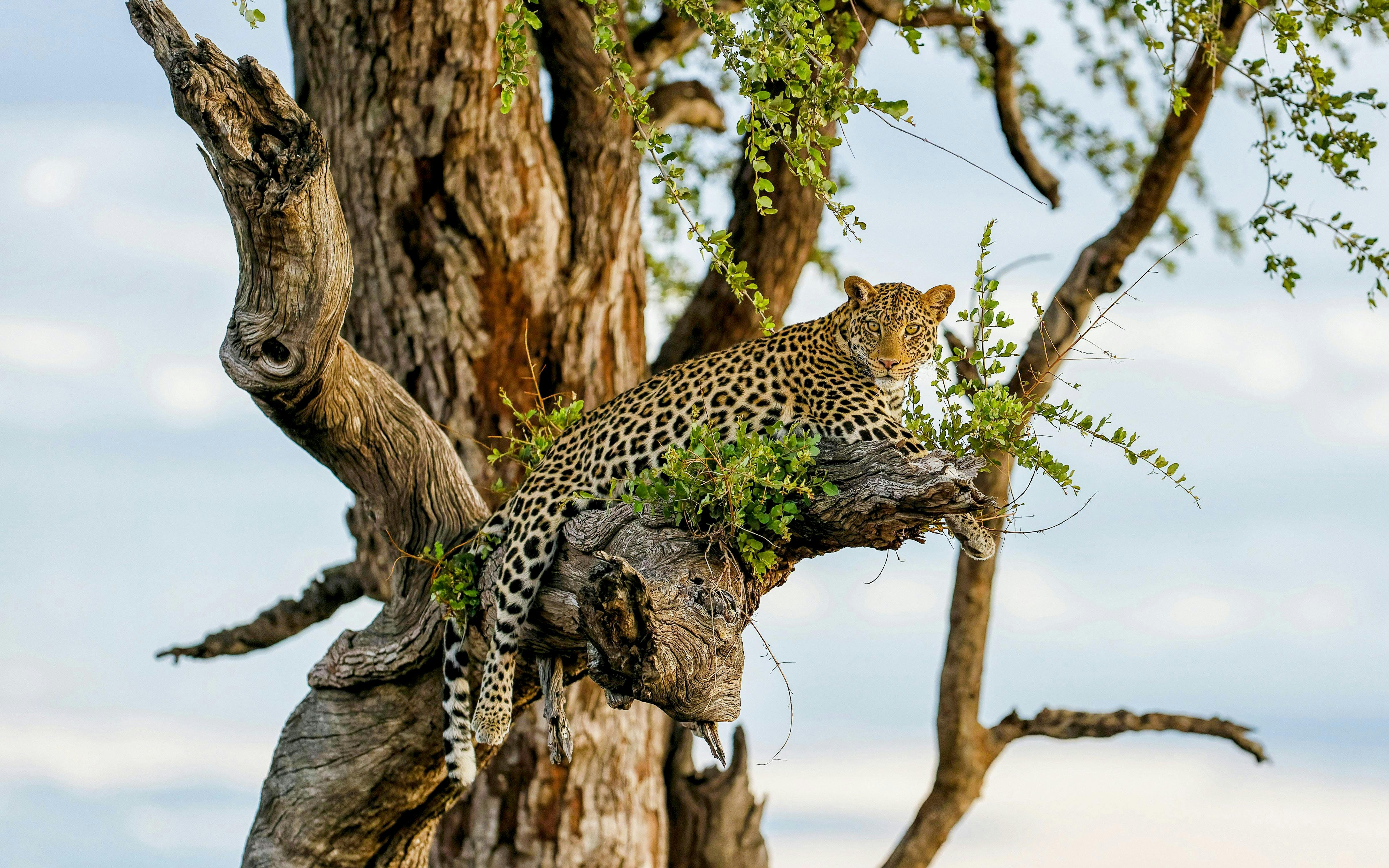Safari in de vroege ochtend