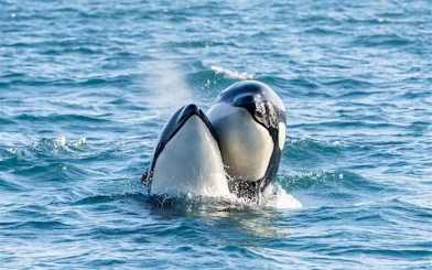 Whales surfacing during a whale watching cruise in Tromso.