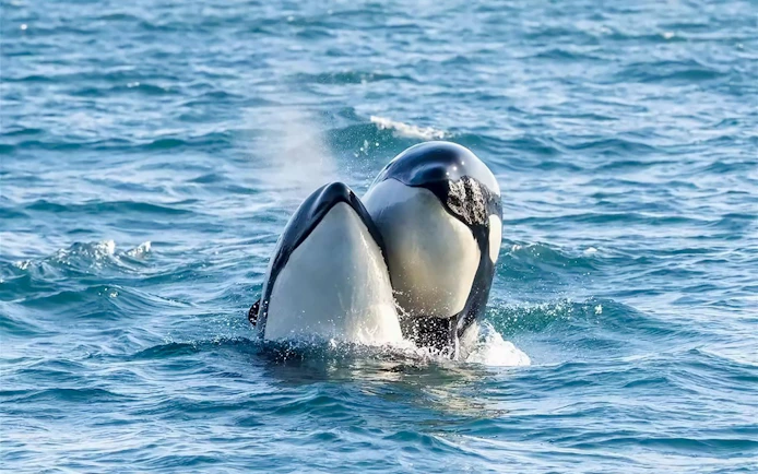 Whales surfacing during a whale watching cruise in Tromso.