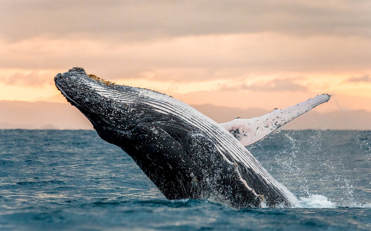 Whale breaching in the ocean at sunset, San Diego.