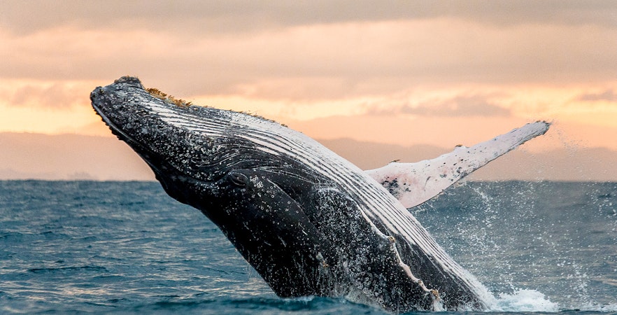 Whale breaching in the ocean at sunset, San Diego.