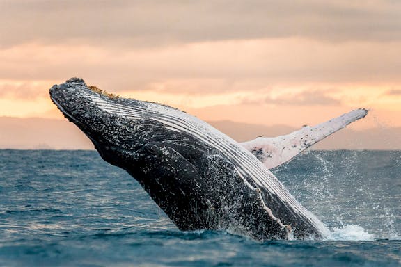pass tout inclus go city san diego : plus de 50 attractions-11