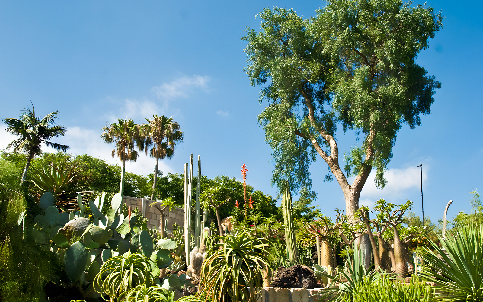 Cacti and palm trees at Jungle Park Tenerife under a clear blue sky.