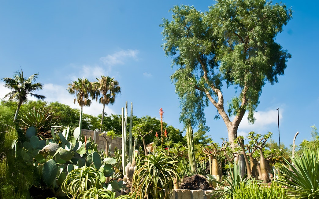 Cacti and palm trees at Jungle Park Tenerife under a clear blue sky.