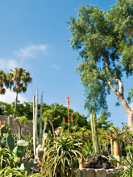Cacti and palm trees at Jungle Park Tenerife under a clear blue sky.