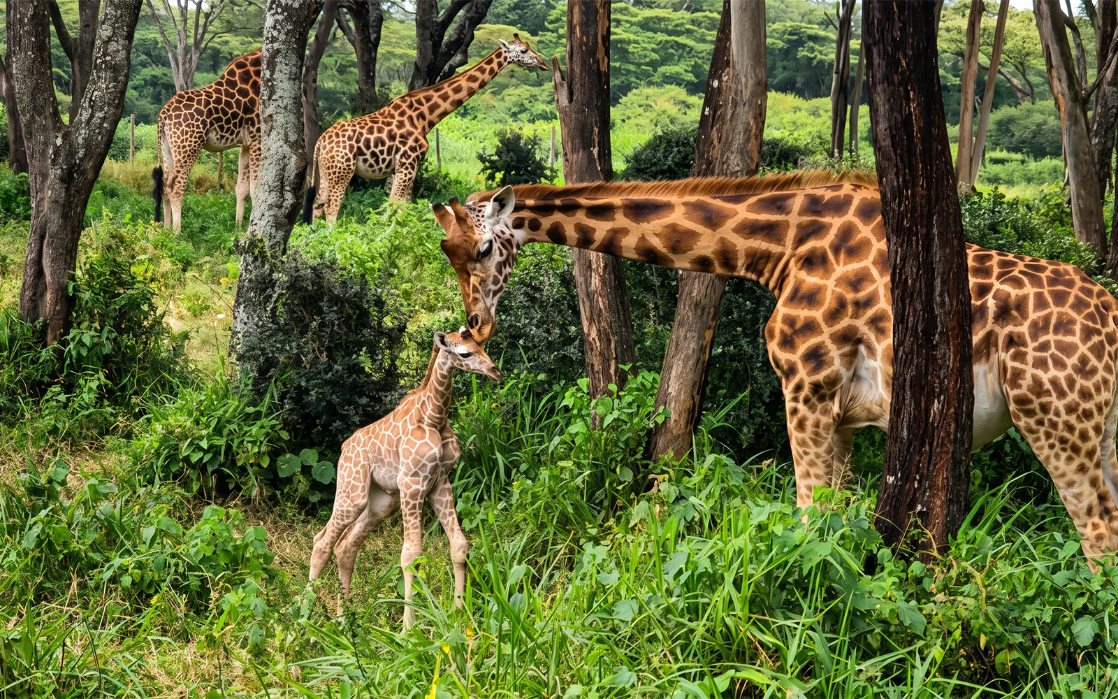 Giraffes in lush greenery at Nairobi's Giraffe Centre during feeding experience.