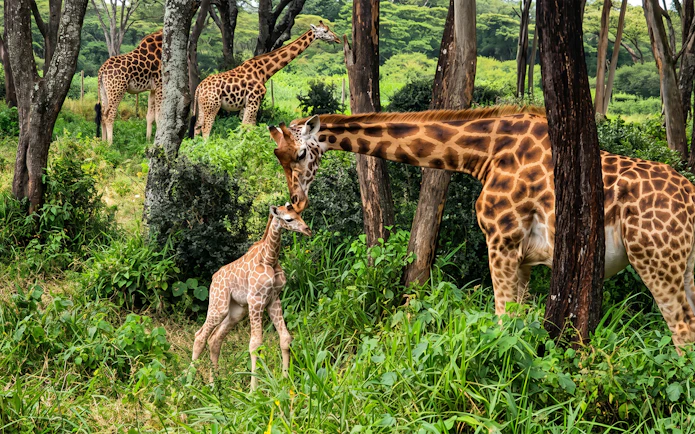 Giraffes in lush greenery at Nairobi's Giraffe Centre during feeding experience.