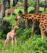 Giraffe Centre Nairobi