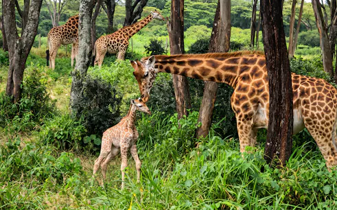 Giraffes in lush greenery at Nairobi's Giraffe Centre during feeding experience.
