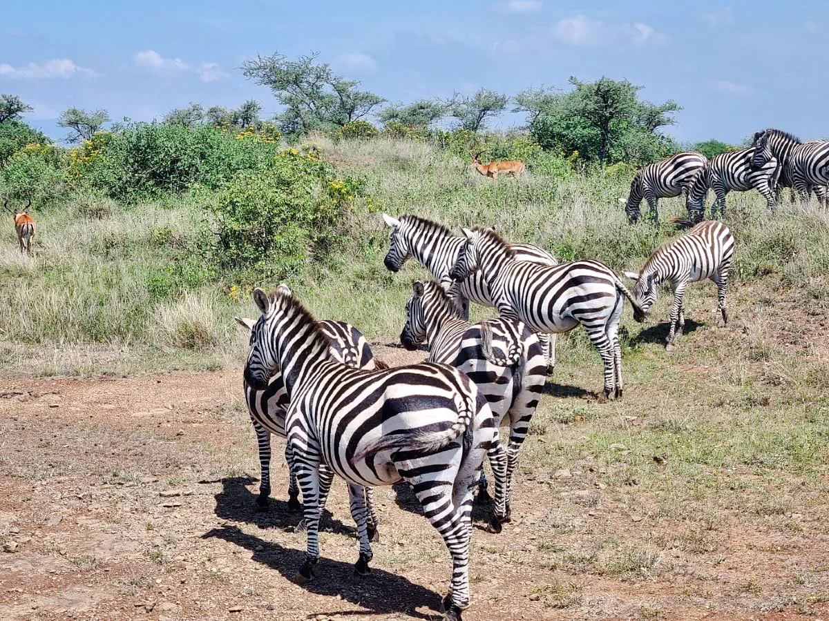 Zebras grazing in Amboseli National Park, Kenya, during a private day tour from Nairobi.