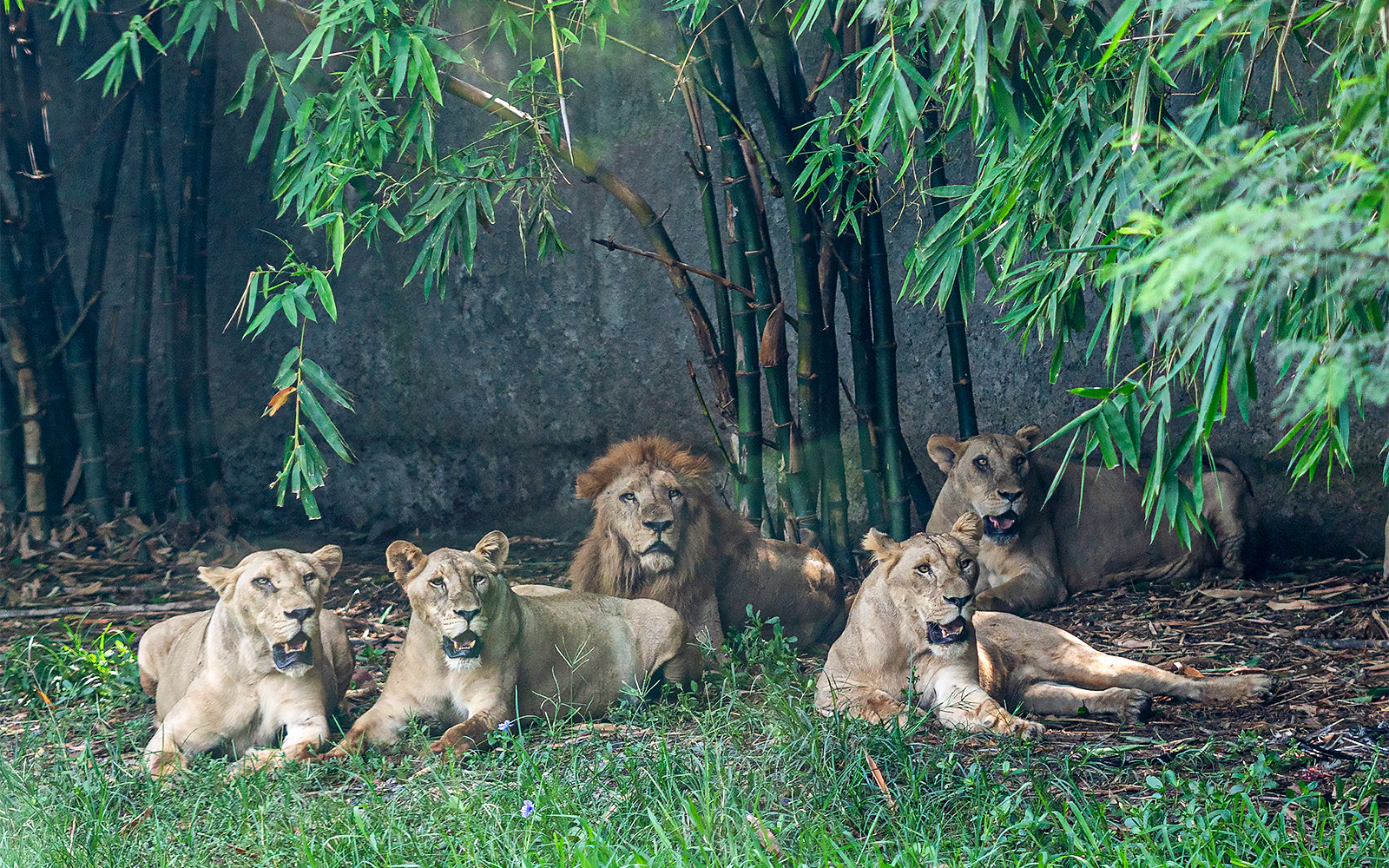 Timings - Safari World Bangkok tickets