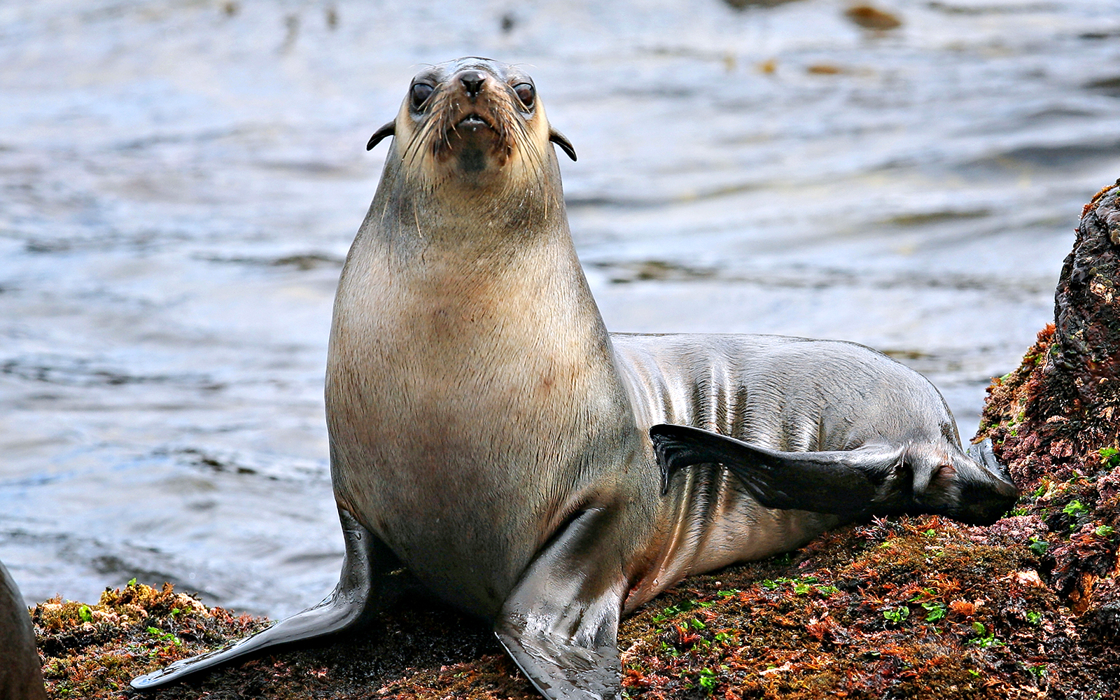 Seal resting on rocks during Phillip Island afternoon cruise.