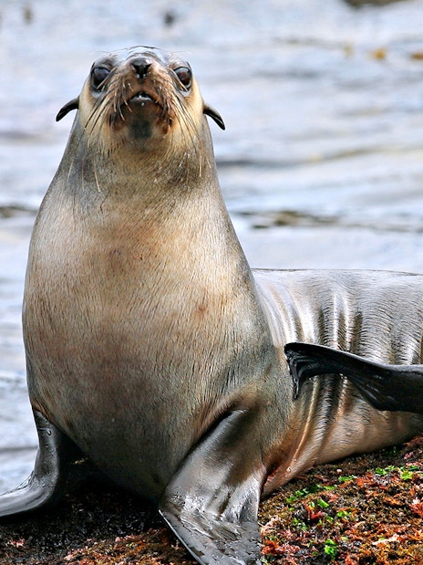 Seal resting on rocks during Phillip Island afternoon cruise.