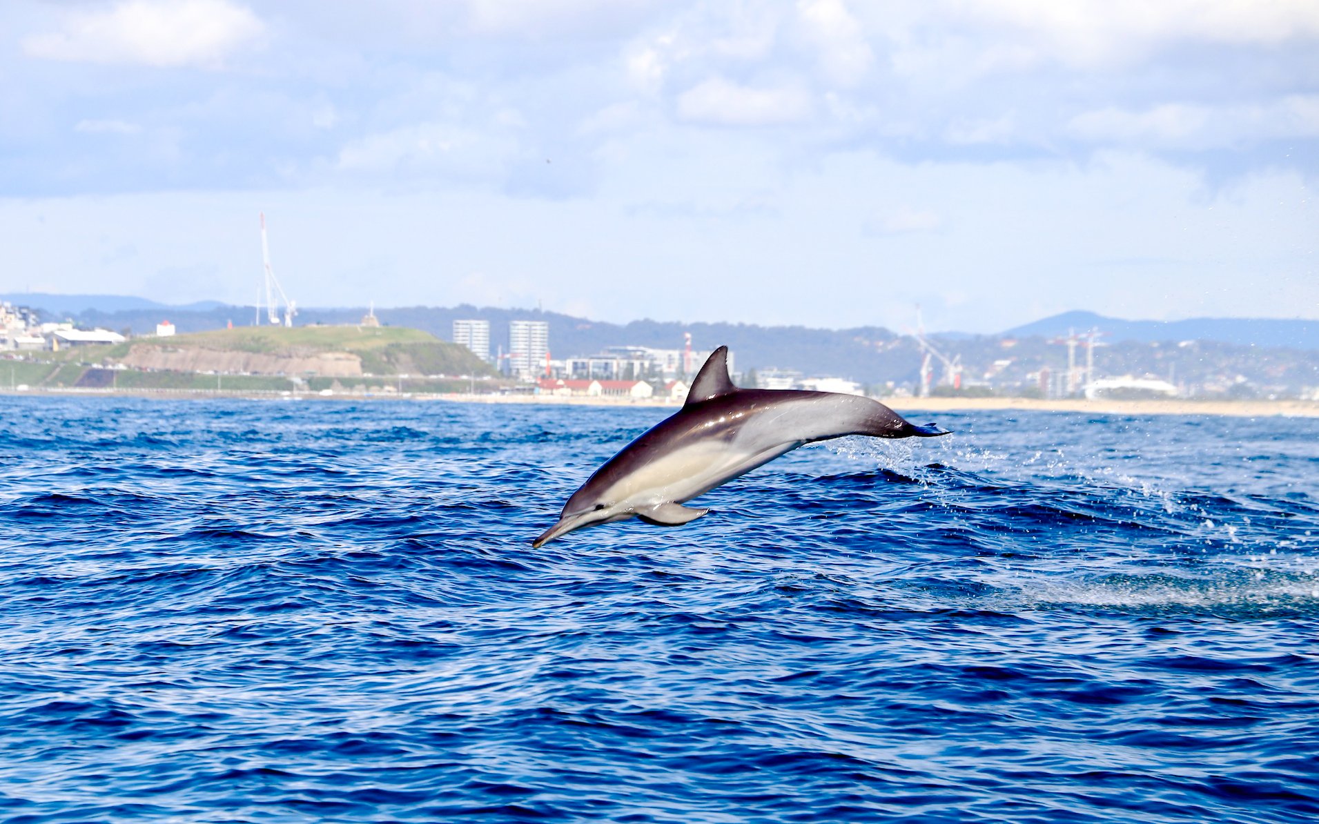 Dolphin leaping from the water near Newcastle coastline during adventure boat tour.