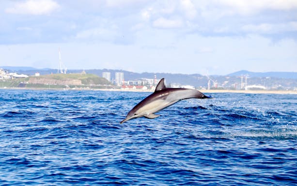 Dolphin leaping from the water near Newcastle coastline during adventure boat tour.