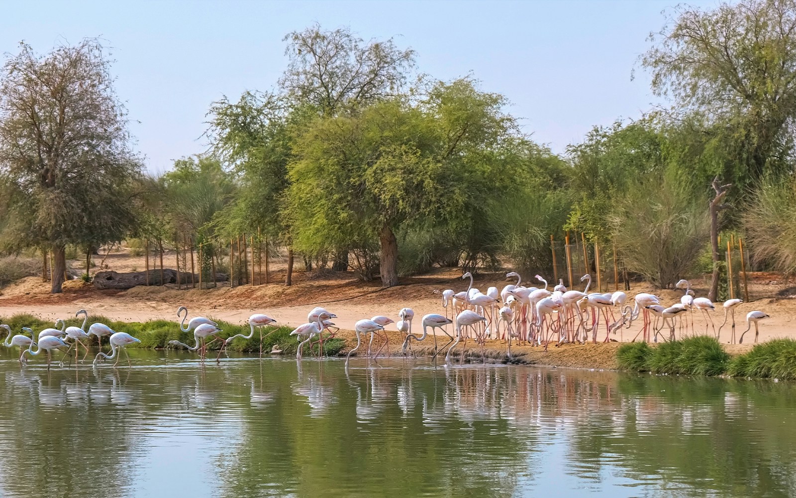 Pink flamingos by a pond at Al Marmoom Desert Conservation Reserve.