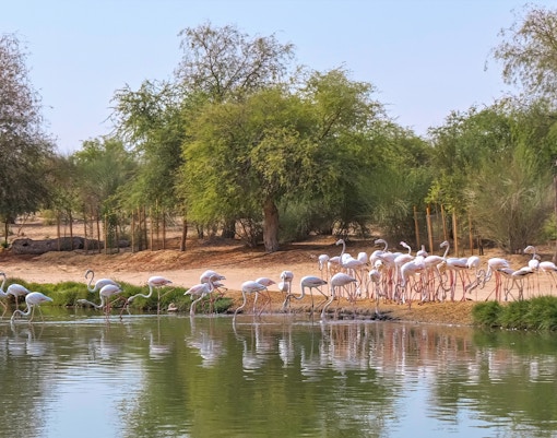 Pink flamingos at Al Marmoom Desert Conservation Reserve