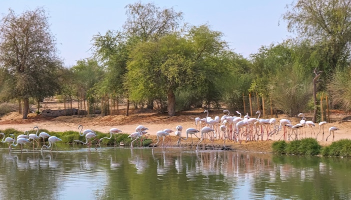 Pink flamingos by a pond at Al Marmoom Desert Conservation Reserve.