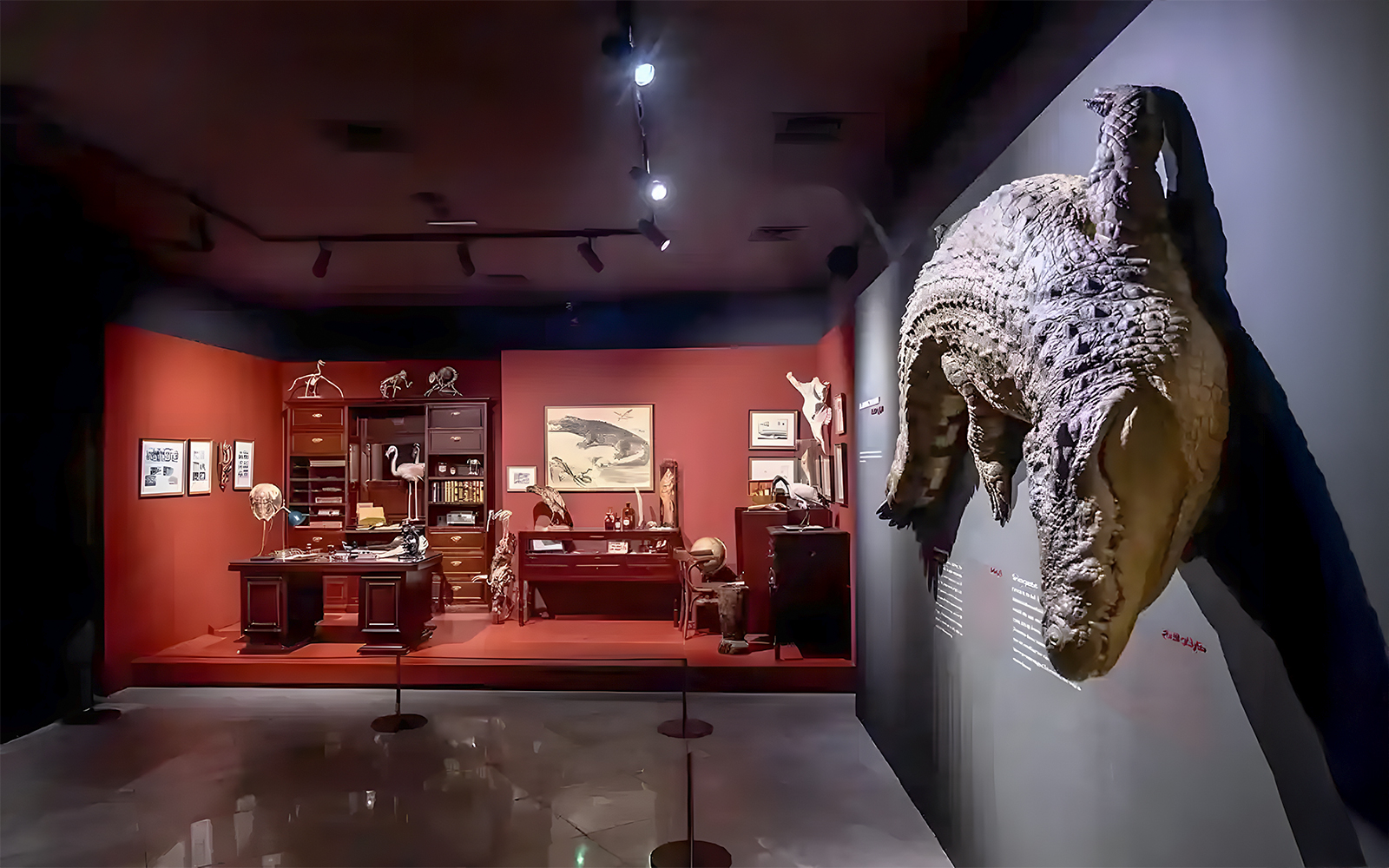 Natural History Museum exhibit with crocodile display and vintage study setup.