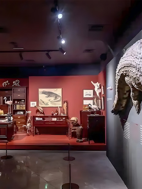 Natural History Museum exhibit with crocodile display and vintage study setup.