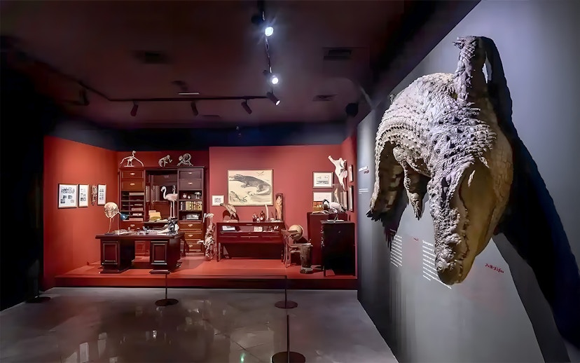 Natural History Museum exhibit with crocodile display and vintage study setup.
