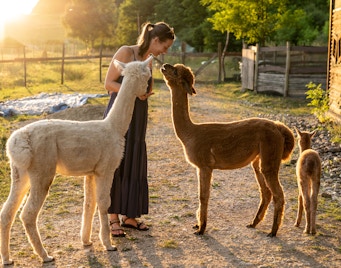 Animal Welfare