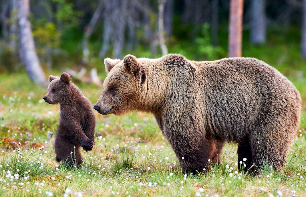 Dubai Safari Park Vogel Show