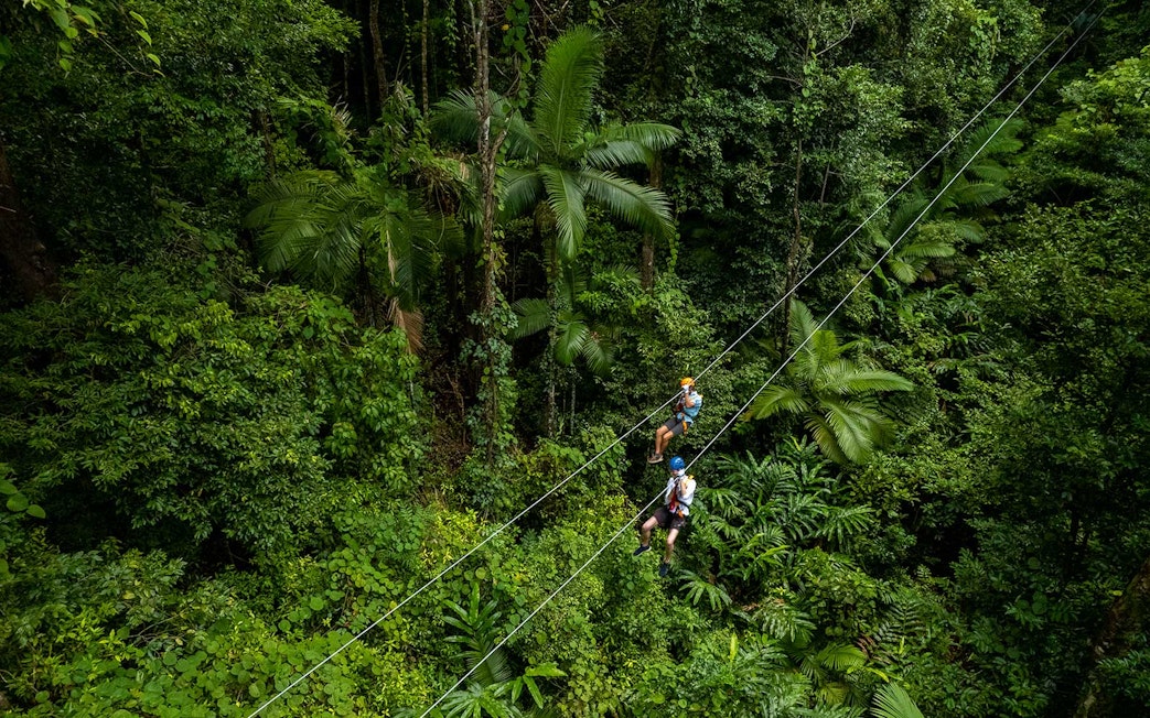 Ziplining through lush Daintree Rainforest canopy in Australia.
