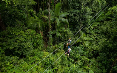 Ziplining through lush Daintree Rainforest canopy in Australia.