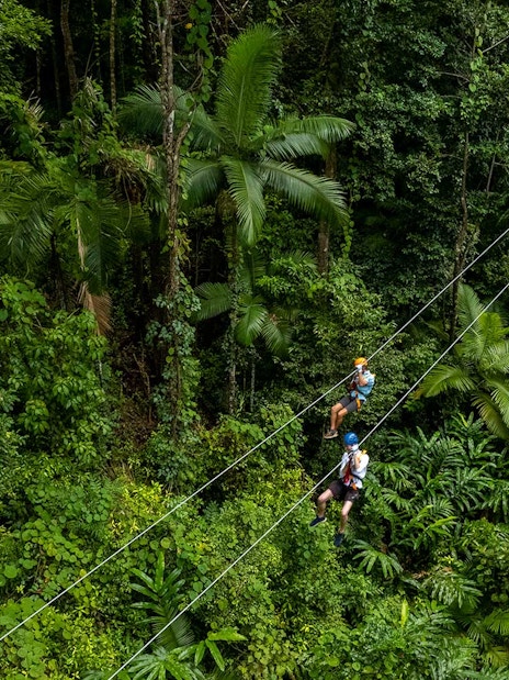 Ziplining through lush Daintree Rainforest canopy in Australia.