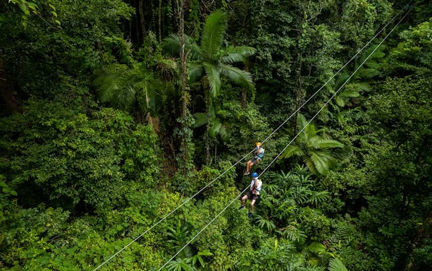 Ziplining through lush Daintree Rainforest canopy in Australia.