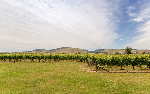 Rows of grapevines in a Waipara vineyard with hills in the background, New Zealand.