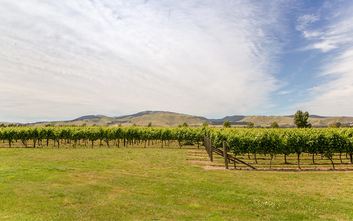 Rows of grapevines in a Waipara vineyard with hills in the background, New Zealand.