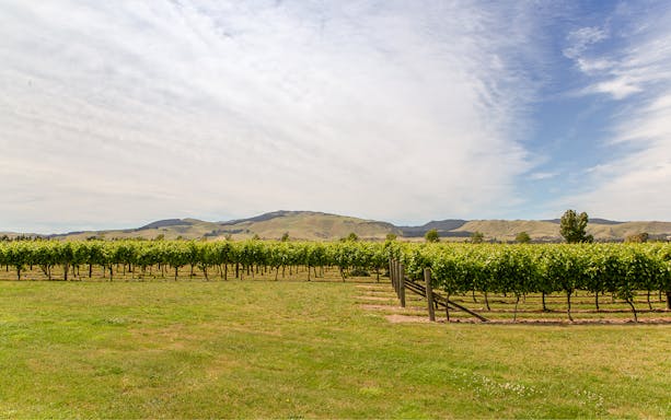Rows of grapevines in a Waipara vineyard with hills in the background, New Zealand.