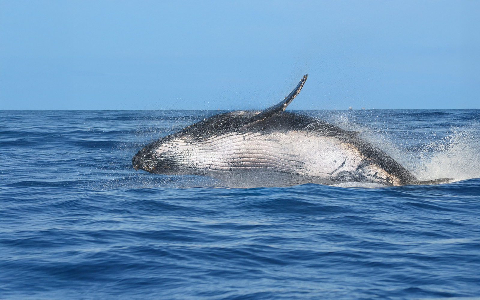 Humpback whale breaching in Husavik waters, Iceland.