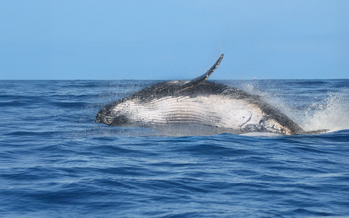 Humpback whale breaching in Husavik waters, Iceland.