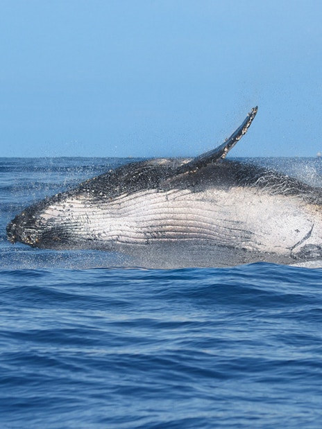 Humpback whale breaching in Husavik waters, Iceland.