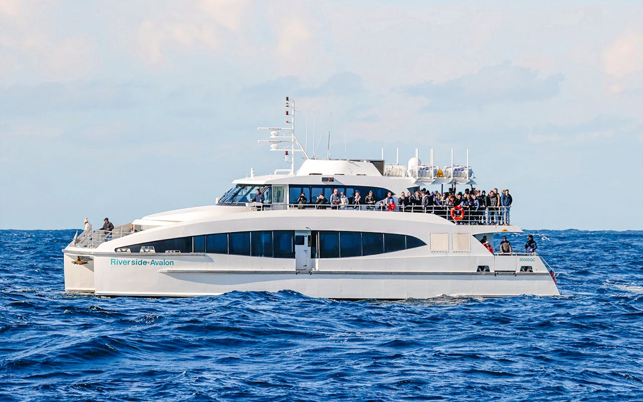 Whale watching tour boat in Sydney harbor with tourists observing a breaching whale.