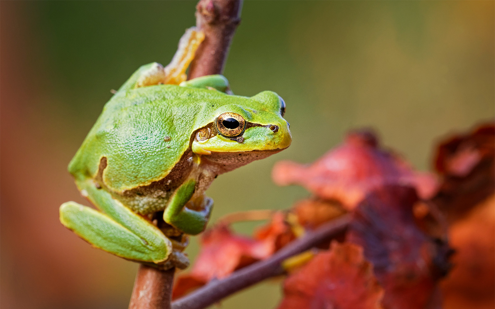 Green tree frog perched on a branch with autumn leaves in the background.