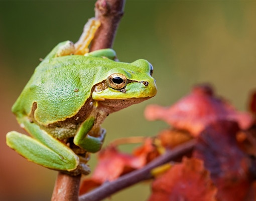 Green tree frog perched on a branch with autumn leaves in the background.