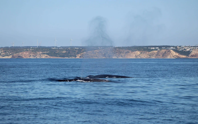 Dolphins swimming near the coast during a Lagos dolphin watching cruise.