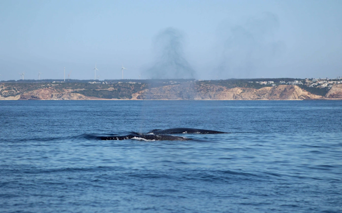 Dolphins swimming near the coast during a Lagos dolphin watching cruise.