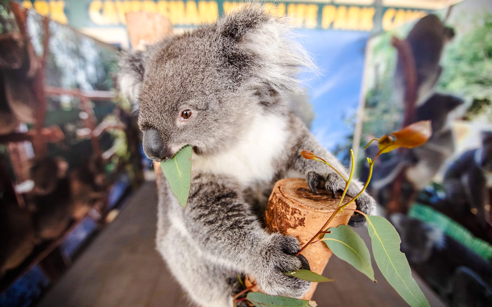 Koala eating eucalyptus leaves during a wildlife spotting tour in Caversham Wildlife Park.