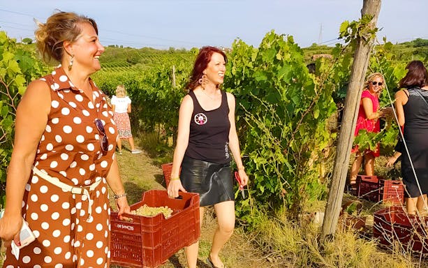 Visitors harvesting grapes during a guided wine tasting tour in a Frascati winery.