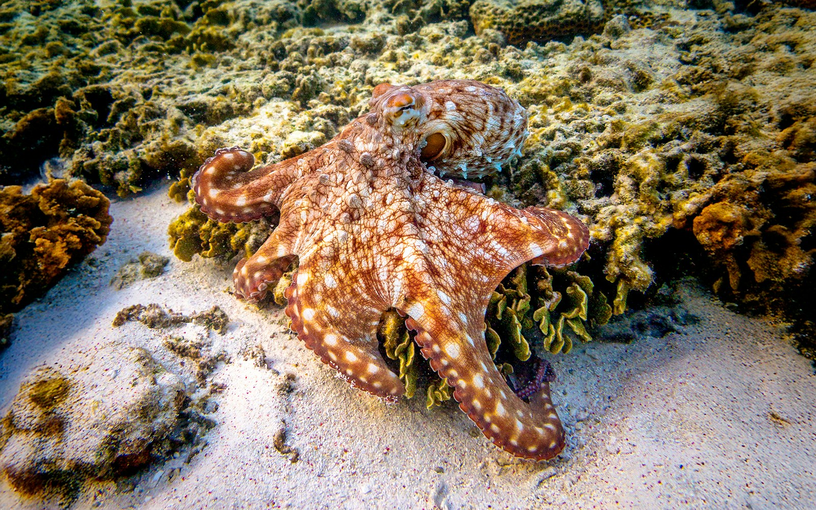 Octopus on coral reef at Great Barrier Reef, Australia.